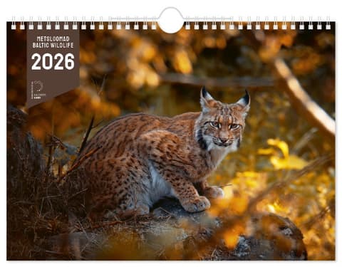 METSLOOMAD 2026, ART landscape