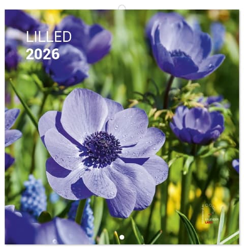 LILLEKALENDER 2026, ruut, klamberköide